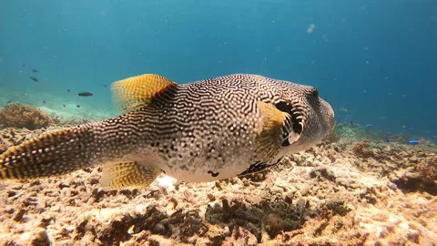 An impressive coral reef teeming with various fish species Stock Footage 327035125