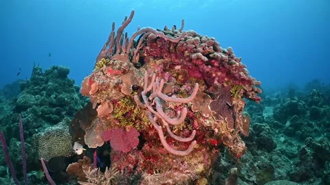 An impressive coral structure growing out of the reef in Grand Cayman Stock Footage 163609624