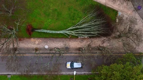 Impressive fallen tree in Cascais Portugal reveals the power of nature Stock Footage 304632505