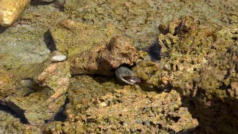 Impressive footage of  small moray eel fighting for food on the reef. Stock Footage 106395948