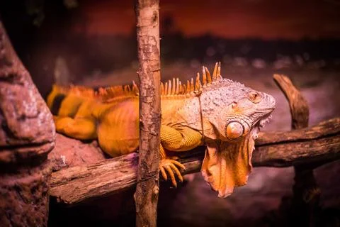 Impressive lizard black spiny-tailed iguana Stock Photos
