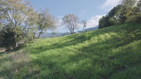 Impressive lone deciduous tree standing in rural mountain farmland Stock Footage 328093360