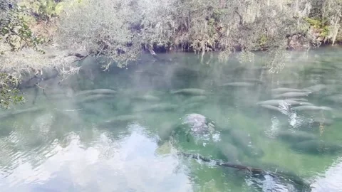 Impressive manatee gathering Blue Spring State Park, Florida Stock Footage 231264053