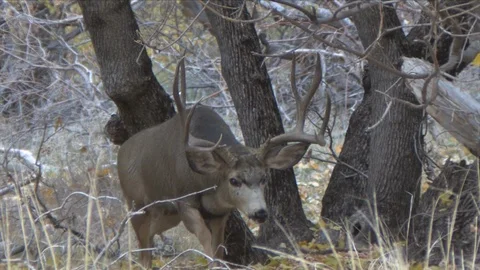 An Impressive Mule Deer Buck Approaches Towards the Camera Stock Footage 118519694