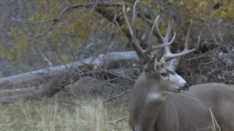 Impressive Mule Deer Buck Looks Back, turns &amp; Walks Away Stock Footage 118519489