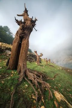 Impressive petrified trunk of a chestnut tree Stock Photos