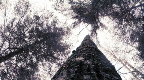 Impressive POV video of a Tree Falling down Stock Footage 59736570