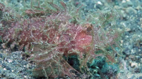 Impressive Pteroidichthys Scorpionfish on ocean floor in Tulamben. Stock Footage 232772311