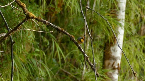 Impressive rare endemic bird collared redstart native of Costa Rica Stock Footage 126812264
