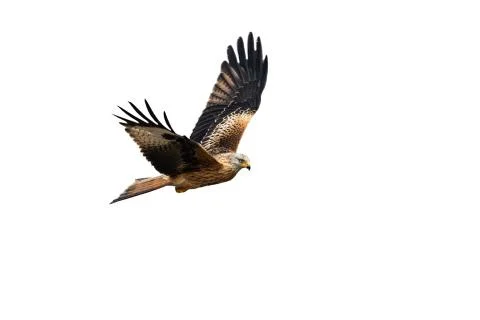 Impressive red kite hovering isolated on white background. Stock Photos
