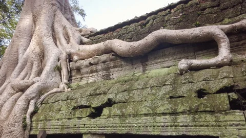 Impressive Roots Tree over temple ruins in Ta Prohm, Angkor Wat complex Stock Footage 116011549