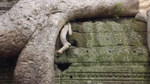 Impressive Roots Tree over temple ruins in Ta Prohm, Angkor Wat complex. Video stock 116011737