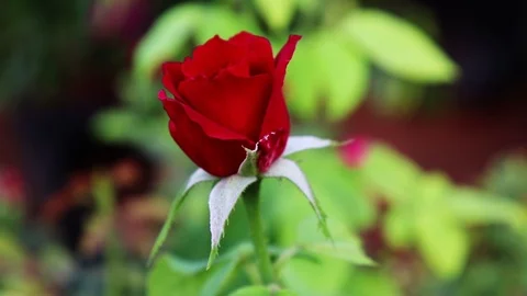 Impressive Rose Flower Vídeo Stock 107251021