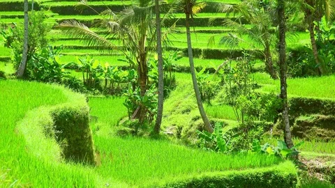 Impressive scenery of traditional paddy fields. Rice terraces Video stock 75778473