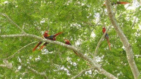 Impressive sequence of wild Scarlet Macaw parrots moving in a tree Stock Footage 95602800