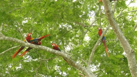 Impressive sequence of wild Scarlet Macaw parrots moving in a tree - 24fps 1080p 스톡 동영상 104124124