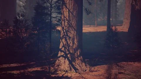 Impressive Sequoia Tree Standing Tall in the Forest Stock Illustration