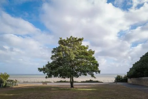 A impressive single sycamore tree stands on grass in front of promenade Stock Photos