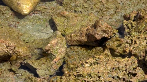 Impressive! Small spotted moray eel looking for food on the shallow reef. Stock Footage 106394482