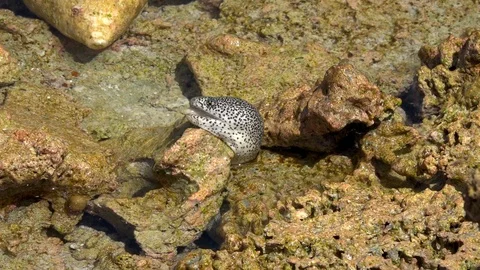 Impressive! Small spotted moray eels looking for food on the shallow reef. Video stock 106394436