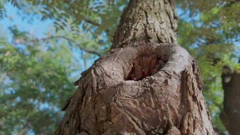 An Impressive Stag Beetle crawls out from tree hollow, sporting its massive, Stock Footage 339371743