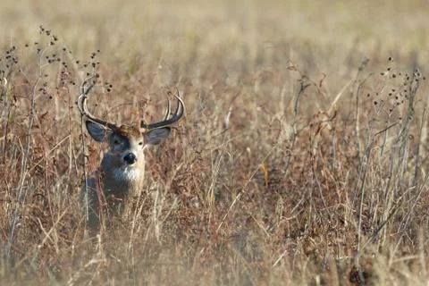 Impressive Stag Stock-Fotos