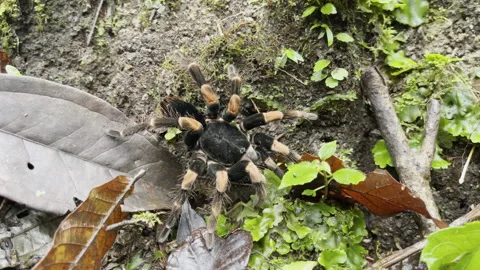 Impressive tarantula displays bold hairy legs and patterned body resting on Stock Footage 337947684