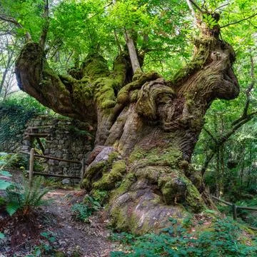 Impressive trunk of a chestnut tree thousands of years old in the magical f.. Stock Photos