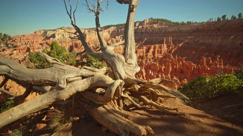 Impressive trunk in the foreground at Sunset Point at Bryce Canyon Stock Footage 209146441