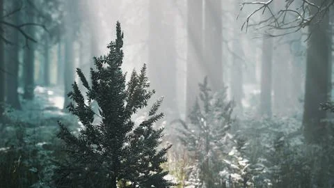 Impressive view of fog and sunlight after frost on the pine forest Stock Illustration