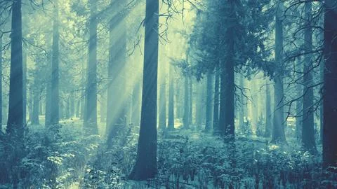 Impressive view of fog and sunlight after frost on the pine forest Stock Illustration