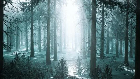 Impressive view of fog and sunlight after frost on the pine forest Stock Illustration