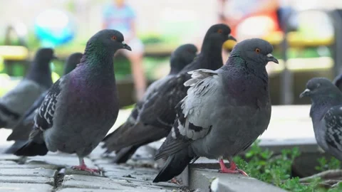 Impressive view large flock grey pigeons walking on sunny day in summer Stock Footage 134258010