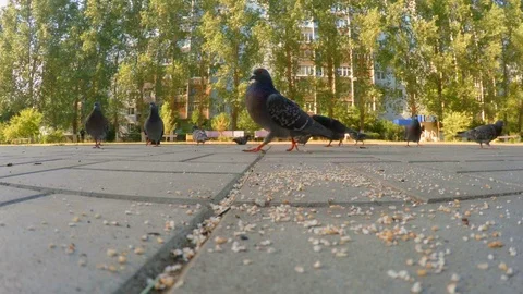 Impressive view of a large flock of white and grey pigeons, seeking food Stock Footage 119805022