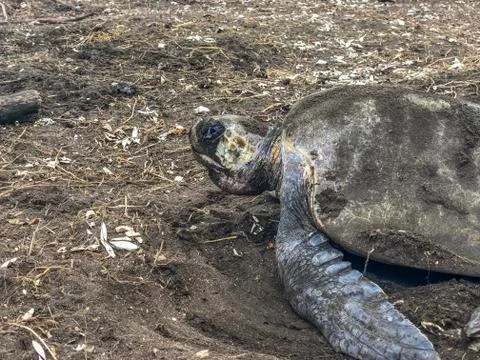 Impressive view of the turtle nesting in Ostional Beach Costa Rica Stock Photos
