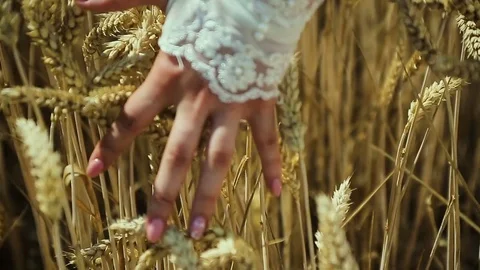 Impressive view of a young womans hand, which touches upon the spikes of ripe Stock Footage 82956426