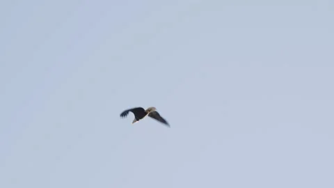 Impressive wingspan of bald eagle, low angle. Tracking shot Stock Footage 243180673