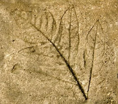 Imprint of  leaf on cement floor background Stock Photos