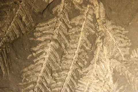 Imprint of leaf on rock. Stone texture. Archaeological background Foto stock