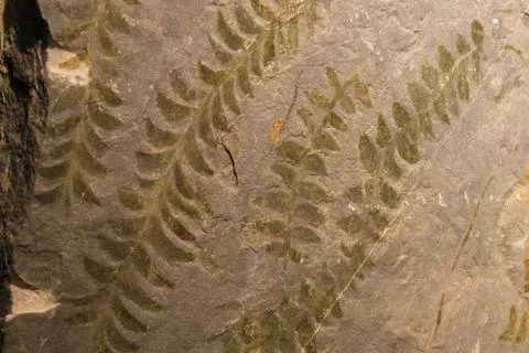 Imprint of leaf on rock. Stone texture. Archaeological background Foto stock