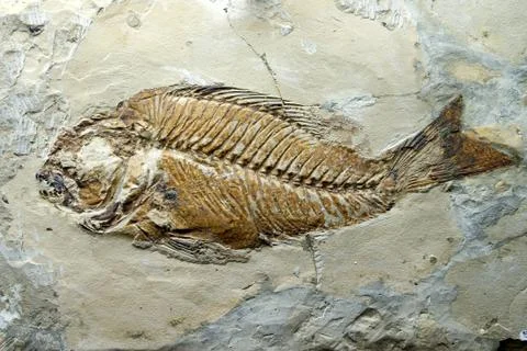 Imprint of prehistorical fish Stock Photos