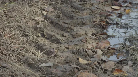 Imprinted tractor tire pattern in mud 4K footage Stock Footage 220378626