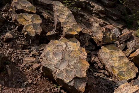Imprints of drying ground Stock Photos