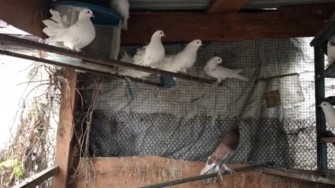 Imprisoned beautiful white doves with fluffy tails waiting to be fed in the cage Stock Footage 81630890