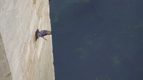 Imprisoned bird. Stock Footage 114455821