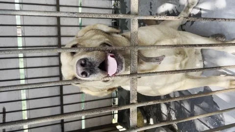Imprisoned Pup: The Plight of a Dog in Captivity Stock-Footage 240265435