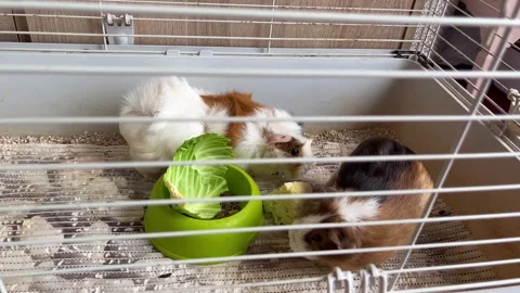 Improper Guinea Pig Care. Small Cage, Wrong Feeding, Poor Hygiene. Educational V Stock-Footage 330166590
