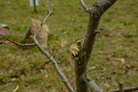 Improper pruning of trees using heading cuts. Stock Photos
