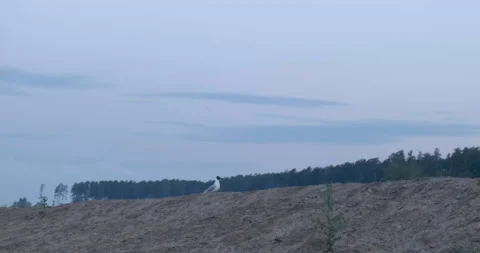 Impudent Bird Seagull Wanders along Sandy Shore on Beach. Wants to Steal Food Stock Footage 134378713