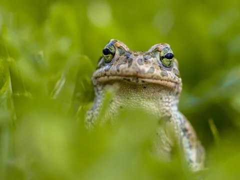 Impudent Green toad in Grass Stock Photos